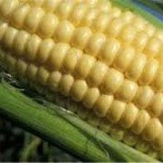 Кукуруза AS 33049, гибриды кукурузы для посева фото