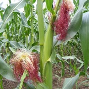 Диана МВ Среднеспелый (ФАО 350), трехлинейный гибрид кукурузы фото