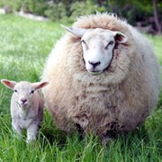 Шерсть овечья фото