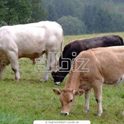 Скот крупный рогатый мясо-молочных пород