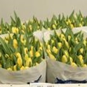 Тюльпан оптом Сорт Cherida - yellow Длина: 30 см Упаковка: 200 шт. фото