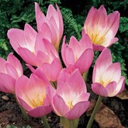 Безвременник Bornmulleri 18/20 фото