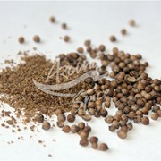 Кориандр целый, половинки зерно кориандра фото