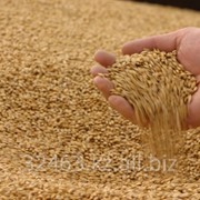 Пшеница мягкая т 1000тн. От производителя пн Экспорт. Низкие цены. Качество. фото