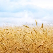 Продам семена озимой пшеницы сорта Золотоножка фотография