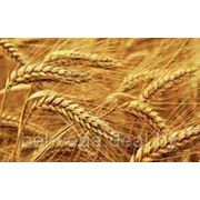 Пшеница, рожь, кукуруза, тритикале, овес (зерно фуражное) фото