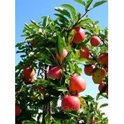 Саженцы яблони на карликовом и полукарликовом подвоях фото