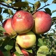 Яблоня “Белорусское сладкое“ фото