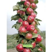 Яблоня колонновидная сорт “Валюта“ фото