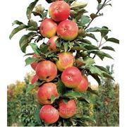 Яблоня колоновидная “Останкино“ фото