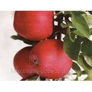 Яблоня “Катя“, опт фото