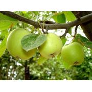 Яблоня “Антоновка“, опт фото