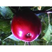 Яблоня “Коваленковское“, опт фото
