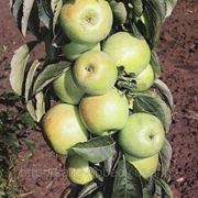 Яблоня колоновидная Малюха, опт фотография