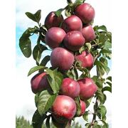 Саженцы яблони позднезимнего сорта Имант фотография