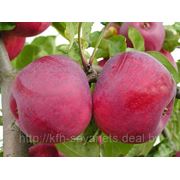 Саженцы яблони Беларускае Сладкае фото