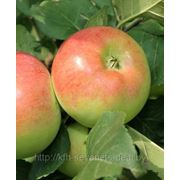 Саженцы яблони осеннего сорта Ауксис фото