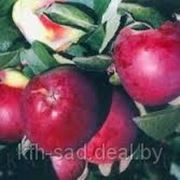 Яблоня Дарунак саженцы фото