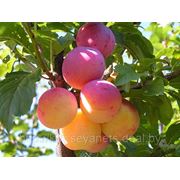Алыча культурная садовая крупноплодная сорт Скорплодная от производителя фотография