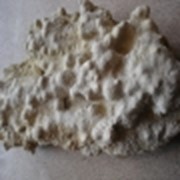 Песчаные кораллы