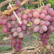 Ягоды винограда сорта Ливия фотография