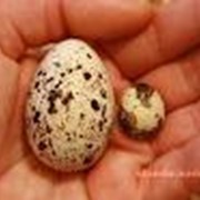 Яйцо перепелиное пищевое, Украина, Донецк