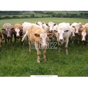 Животноводство. Создание высокопродуктивных племенных стад. фото