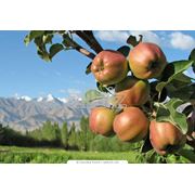 Выращивание яблок фотография