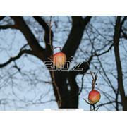 Выращивание яблок фотография