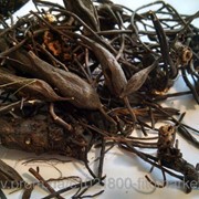 Лабазник вязолистный (root Filipendula ulmaria) корень 100 грамм фото