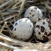 Инкубационные яйца фото