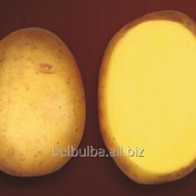 Картофель семенной Гала 2РС фотография