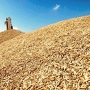 Культуры кормовые зерновые продам в черкасской области фото