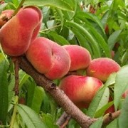 Саженцы инжирного персика