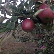 Яблоко сезонное фото