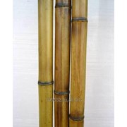 Бамбук. Ствол диаметр 3-4 см. фото