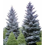 Ель колючая ель голубая – дерево высотой до 25 м; хвоя в разной степени серебристая; Picea Pungens Glauca 20-25