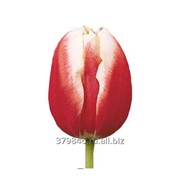 Тюльпаны Leen Van Der Mark фото