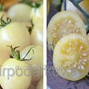 Семена белого помидора (томата) s18 фото