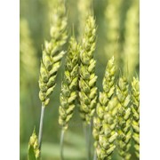 Озима пшениця КУБУС фотография