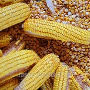 Экспресьон семена гибридов кукурузы