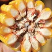 Семена кукурузы СЕ Инберроу ФАО 160 Украина фото