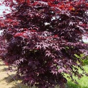 Клены Acer palmatum Bloodgood фото