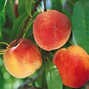 Саженцы персика раннего сорта Ред хейвен фото