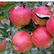 Яблоня сорт Прима. фото