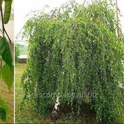 Береза Betula nigra Summer Cascade PBR 140 – 160