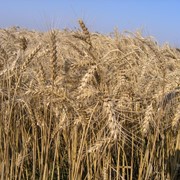 Насіння пшениці озимої Поліська 90 фото
