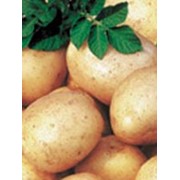 Картофель семенной Ассоль фото
