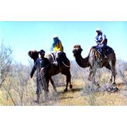 Треккинг на верблюдах по пустыне фото