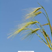 Пшеница. Пшеница семейства злаки. Зерновые, бобовые и крупяные культуры фото